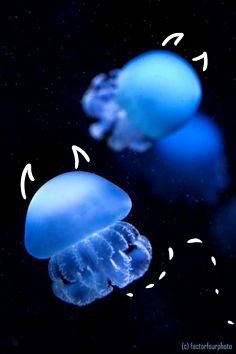 Blue Cannonball Jellyfish, Cannon Ball Jellyfish, Angel Jellyfish, Cannonball Jellyfish, Jellyfish Oc, Tiny Jellyfish, Cool Jellyfish, Jellyfish Icon, Small Jellyfish