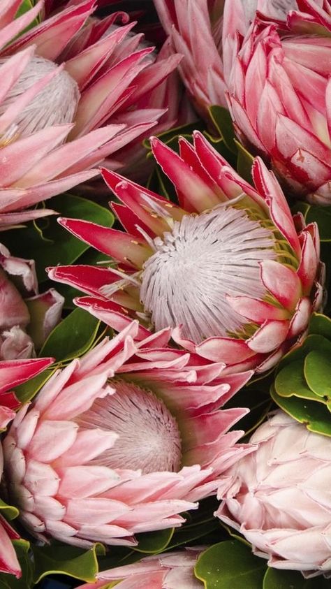 Protea Flower Wallpaper, Mobile Wallpaper Aesthetic, Wallpaper Aesthetic Flower, Flower Aesthetic Wallpaper, Milo Murphy, Leaves Wallpaper Iphone, Flower Hd, Protea Art, Lilac Background