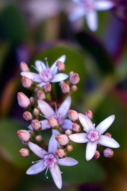 Jade Plant Flower How To Replant Succulents, Replant Succulents, Watercolor Flower Ideas, Replanting Succulents, Fallen Rose, Jade Core, Background Plants, Jade Wallpaper, Nature Scape