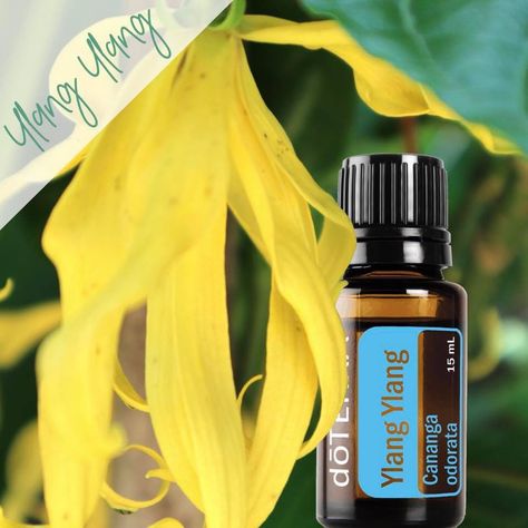 YLANG YLANG is so wonderful for moods, skin and so much more! #ylangylang  #everythingessentialforme  #doterra  #doterraessentialoils  #doterrafloraloils  #floweroils Sacred Sisters, Facial Steaming, Ylang Ylang Essential Oil, Healthy Blood Pressure, Eye Anti Aging, Fractionated Coconut Oil, Healthy Aging, Positive Outlook, Doterra Essential Oils