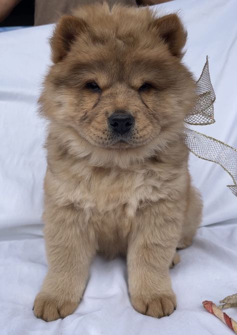 Chow. Chow puppies Mini Chow Chow, Chow Puppies For Sale, Chow Chow Puppies, Chow Puppies, Chow Puppy, Puppies For Sale Near Me, Chow Chow Puppy, Puppy Chow, Teacup Puppies