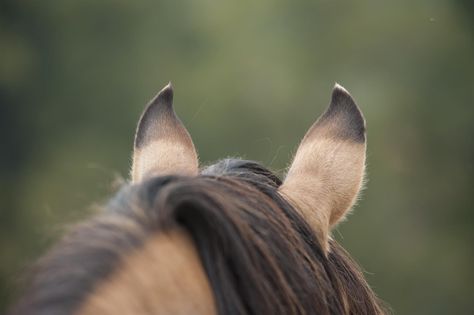 Horses Ears, Ear Anatomy, Horse Ears, Neck Wrinkles, Felt Hats, Ear Care, Anatomy For Artists, All About Horses, Horse Crazy