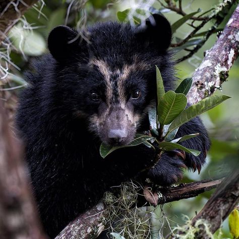 Spectacled Bear (Tremarctos ornatus) / Ours à lunettes / Image by wendiforster (W L Forster Photography) from instagram Spectacled Bear, Bear Cubs, Zoo Animals, Reptiles, Drawing Reference, Best Friends, I Am Awesome, Drawings, Photography