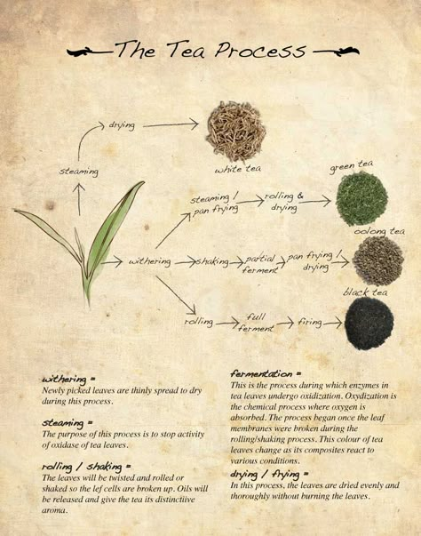 Process for Making Tea, It all comes from the same plant. Tea Process Illustration, Black Tea Plant, Tea Growing, Chinese Tea Room, Medicinal Tea, Making Tea, Tea Plant, Chinese Tea Ceremony, Herbal Drinks