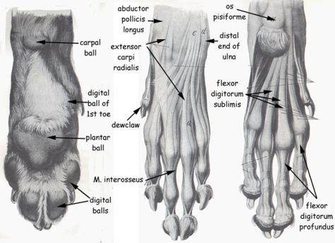 paw Vet Life, Wolf Paw, Vet Medicine, Dog Anatomy, Dog Leg, Animal Skeletons, Anatomy Tutorial, Muscle Anatomy, Animal Anatomy