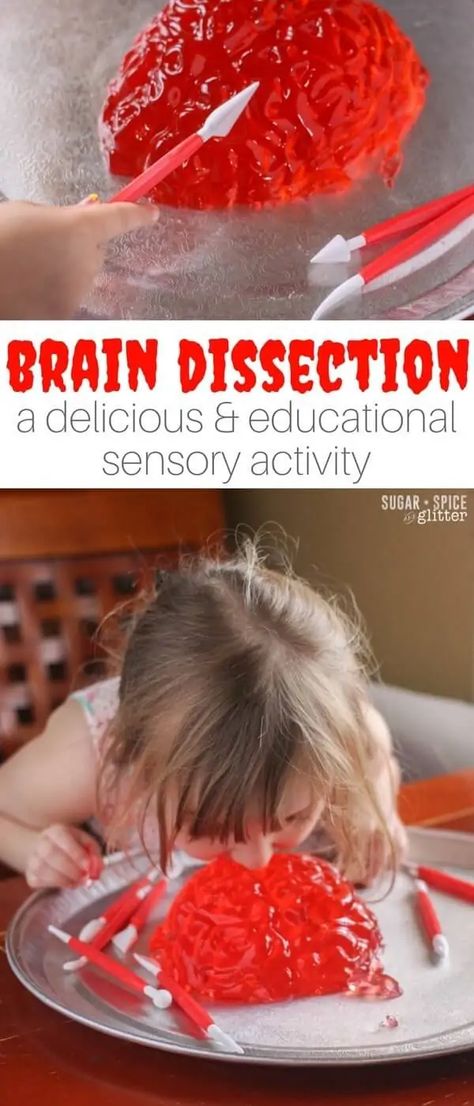 Brain Dissection, Jello Brain, Kindergarten Sensory, Sensory Play Recipes, Body Preschool, Preschool Sensory, Brain Craft, Human Body Activities, Homemade Playdough Recipe