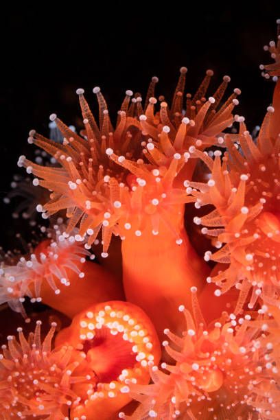 6,738 Sea Anemone Photos Photos and Premium High Res Pictures - Getty Images Anenome Sea, Sea Organisms, Spongebob Musical, Hamster Ball, Alevel Art, Sea Anemones, Book Reference, Sea Flowers, Underwater Painting