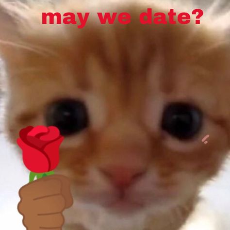 On My Way Reaction Pic Cat, Cat Blushing Reaction Pic, Cat Giving Heart, Cat Holding Rose, Cute Cat Emoji, Cat Holding Flowers, Happy Crush, My Special Person, Cat With Rose