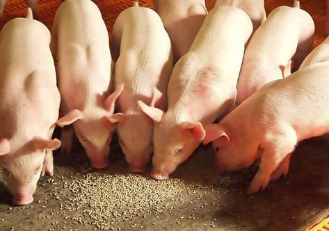 Global Swine Feed Market to Reach US$ 149.6 Billion by 2024 – IMARC Group Pig Feed, Raising Pigs, Market Segmentation, Pig Farming, Milk Production, Disease Prevention, Reproductive Health, Pet Health, Pigs