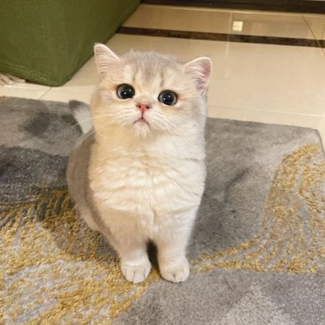 Gato Munchkin, Preppy Pictures, British Short Hair, Cats Photos, British Shorthair Cats, Lovely Animals, Cute Cats Photos, Cute Animals Images, White Cats