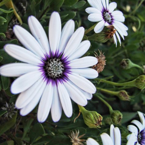 Cape Daisy, Flower Reference, Purple Cape, Garden Corner, Yellow Fields, Plant Background, Prettiest Bouquet, Purple Daisy, Urban Gardening