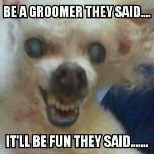 Grooming Quotes, Dog Groomer Humor, Vet Tech Student, Pet Grooming Business, Poodle Cuts, Dog Humor, Dog Grooming Salons, Dog Jokes, Dog Groomer