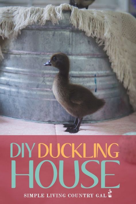 How to create a super simple and cheap DIY duckling house. Here is your to-do list. Start with a home, also called a brooder. A simple DIY brooder you can make with supplies that are extremely inexpensive or even on hand! #ducklings #duckbrooder #ducks #babychicks Diy Brooder, Brooder Box, Backyard Ducks, Chicken Flock, Baby Chicks Raising, Chickens In The Winter, Duck Coop, Raising Ducks, Duck House