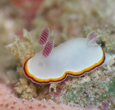 Sea Bunny, Sea Snail, Beautiful Sea Creatures, Sea Slug, Underwater Creatures, Aquatic Animals, Pretty Animals, Slug, Marine Animals