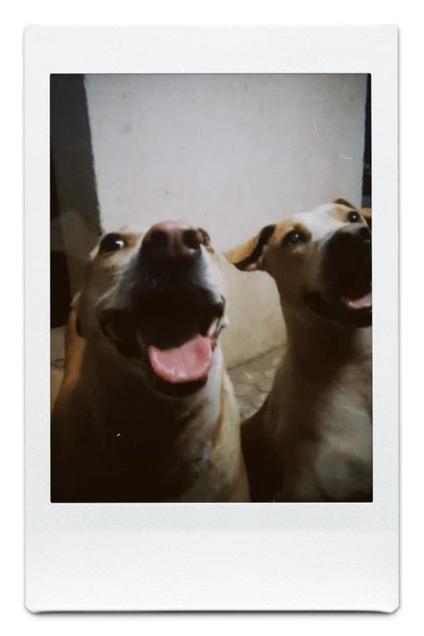 Dogs Polaroid Dog Polaroid, Dog Funny, Funny Dogs, Dogs, Funny, Quick Saves