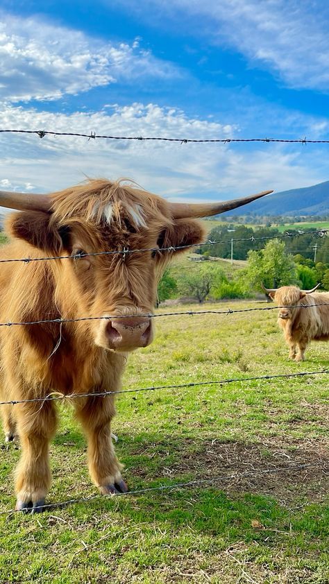 Highland Cow Aesthetic Wallpaper, Hilander Cows, Cute Fluffy Cows, Cows Wallpapers, Cows Fluffy, Highland Cow Aesthetic, Fuzzy Cows, Cows Cute, Highland Cow Pictures