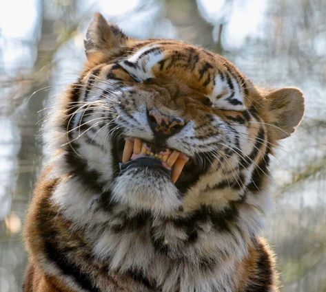 Regard Animal, Smiling Animals, Tiger Pictures, Cute Tigers, Interesting Animals, Rare Animals, About Animals, Pretty Animals, Silly Animals