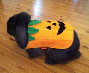 Great little pumpkin jacket to warm up bun on a cold Halloween night. Costume For Bunnies, Halloween Costumes For Bunnies, The Pumpkin Rabbit, Halloween Costumes For Rabbits, Pet Rabbit Clothes, Rabbit Pumpkin, Halloween Pets, Rabbit Halloween, Chicken Costume