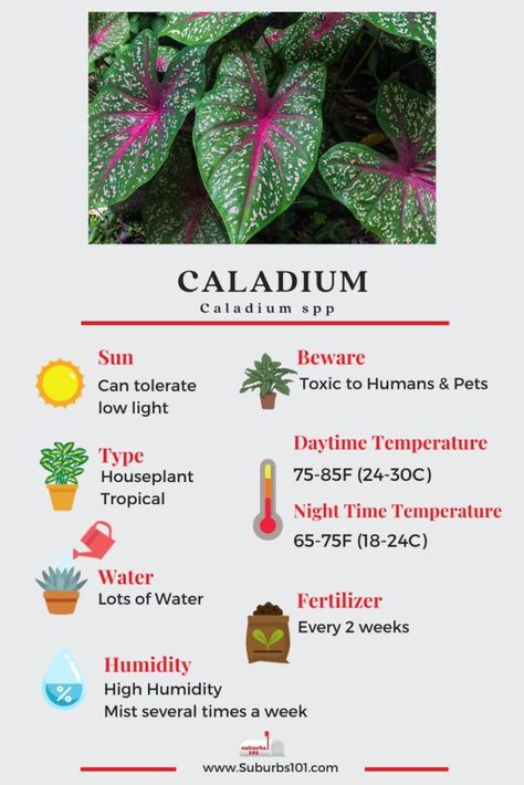 10 Tips on How to Care of Your Caladium Caladium Care Indoor, Caladium Care, Caladium Garden, Caladium Plants, Garden Notes, Tropical Flower Plants, Plant Care Houseplant, Inside Plants, Growing Plants Indoors