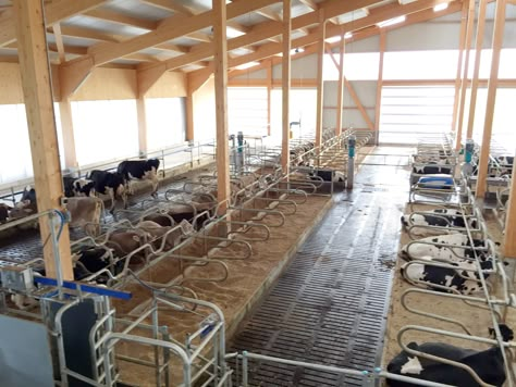 Dairy Farm Design, Dairy Cows Holstein, Cattle Barn Designs, Cow Shed Design, Cow Care, Raising Cows, Poultry Farm Design, Sheep Barn, Goat Shelter