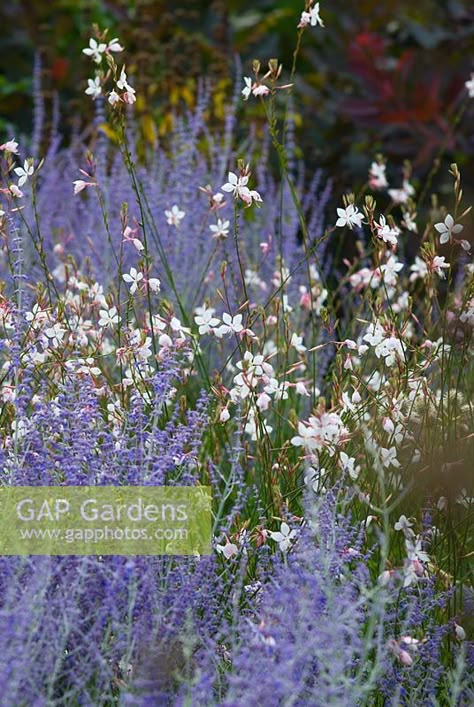 Sacred Garden, California Garden, Dry Garden, Purple Garden, Plant Photography, Mediterranean Garden, Blue Garden, Plant Combinations, Garden Landscape Design