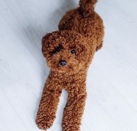 Mini Red Poodle Haircut, Red Poodles Toy, Goldendoodle Red, Red Mini Poodle, Toy Poodle Puppy Cut, Poodle Puppy Cut, Dogs Tattoo Ideas, Dog Ear Tattoo, Dog Line Art Tattoo