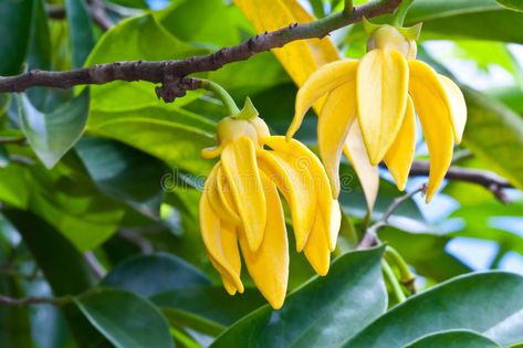 Ylang-Ylang Flowers. Ylang-Ylang Flower on tree , #AD, #Flowers, #Ylang, #tree, #Flower #ad Ylang Ylang Essential Oil Benefits, Ylang Ylang Flower, Ylang Ylang Essential Oil, Essential Oil Benefits, Oil Benefits, Essential Oil Uses, Ylang Ylang, Clematis, Doterra