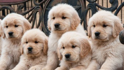 A dog owner in Germany was surprised to see one of her Golden Retriever’s nine puppies wasn’t so golden. In fact, it was a strange shade of green. Puppy Litter, Golden Retriever Puppies, Puppy Snuggles, Golden Retriever Mix, Dark White, Retriever Puppies, Adorable Puppy, Puppy Names, Puppy Play