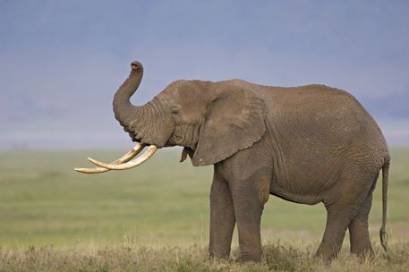 Elephant profile Elephant Profile, Standing In A Field, Fence Painting, Ngorongoro Crater, Elephant Quilt, King Of The World, Ceramic Elephant, Asian Elephant, Arusha