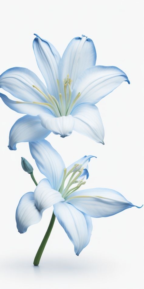 Blue Lilies Flower, Blue Lillie’s, Blue Flower White Background, Blue Flowers Aesthetic Wallpaper, Blue Flowers Aesthetic, Lily Background, Flores Wallpaper, Blue Lilies, Blue Lilly