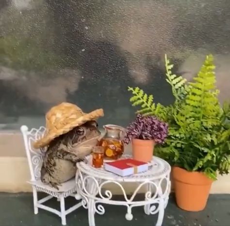 Frog Core Aesthetic, Frog Aestethic, Frogs Doing Human Things, Frog Aesthetic, A Softer World, Frog Rock, Frogs In Nature Aesthetic, Frog Meme Funny, Frog Memes Funny