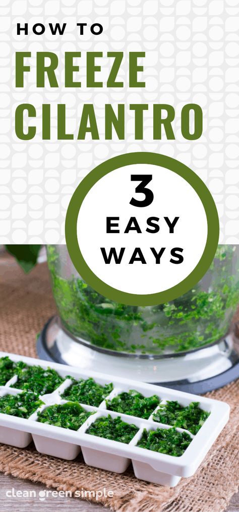 How To Save Cilantro How To Store, How To Save Cilantro, How To Dry Cilantro, Cilantro Paste Recipes, How To Store Fresh Cilantro, How To Freeze Cilantro, What To Do With Extra Cilantro, How To Keep Cilantro Fresh Longer, How To Preserve Cilantro