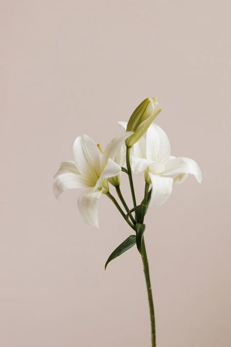 Flower References, Sustainable Flowers, Flower Farmer, White Lily, Plant Aesthetic, Mothers Day Flowers, White Lilies, Pink Wall, Pink Walls