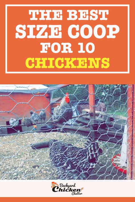 Coop For 10 Chickens, Chicken Shelter, Bantam Chicken Breeds, Montana Life, Home Farming, Chick Brooder, Raising Baby Chicks, Chicken Coop Diy, Sunny Funny