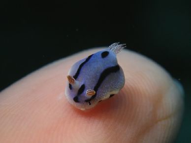 Cute Nudibranch {sea slugs are soooo cute} - Imgur Sea Bunnies, Sea Slugs, Sea Slug, Cool Animals, Slug, Ocean Creatures, Sealife, Amazing Animals, Ocean Life