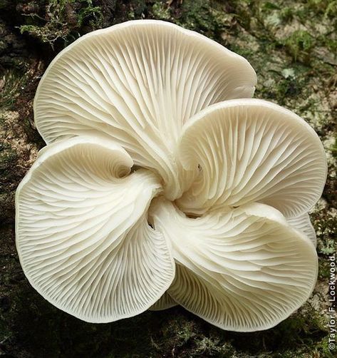 Thunder In My Brain Horrified Expression, Flower Mantis, Huntsman Spider, Mushroom Species, Diy Nature, Lichen Moss, Mushroom Pictures, Monte Fuji, Plant Fungus