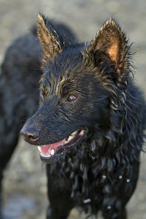 Alert, active, and smart, the Mudi (pronounced “moody”) is a highly trainable herding dog who can perform almost any task well.  #dogbreeds #allaboutdogs #dogfacts Mudi Dogs, Mudi Dog, Pumi Dog, Unique Dog Breeds, Rare Dogs, Rare Dog Breeds, Arte Sailor Moon, Dog Pics, Herding Dogs