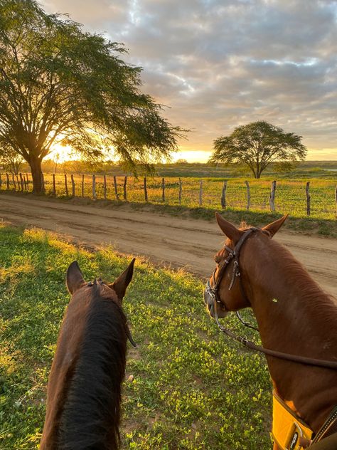 Solar, Horses, Road