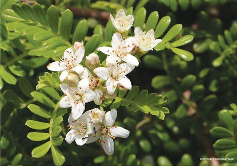 Ilima Flower, Hawaii Apartment, Hawaiian Plants, Flowers Beach, Solitary Bees, Beach Flowers, Hawaii Beach, Hawaiian Flowers, Beach Beauty