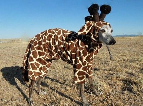 15 Animals Dressed As Other Animals Giraffe Meme, Giraffe Costume, Super Funny Memes, Funny Animal Memes, Pet Costumes, Super Funny, Animal Memes, Funny Photos, Cat Breeds