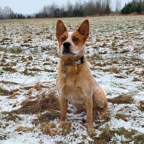 Cattle Dog Aesthetic, Red Heeler Aesthetic, Red And Blue Heeler, Heeler Mix Dogs, Australian Cattle Dog Red Heeler, Red And Blue Heeler Mix Puppy, Blue Heeler Memes Hilarious, Austrailian Cattle Dog, Blue Heeler Dogs