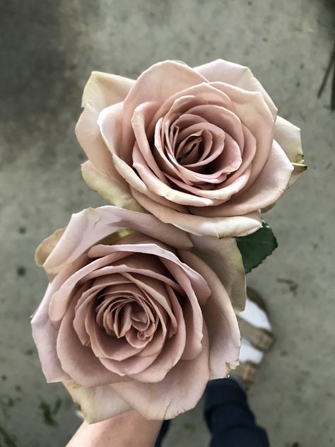 Let me introduce one of my favorite dusty rose varieties. No filter this is what it looks like in real life fully blown open. Dusty mauve roses can be a hard color but this variety is so gorgeous. Luxury floral design in Tx | Ok | Ca www.flowershackblooms.com Amnesia Rose, Mauve Roses, Bohemian Luxe, Sleeveless Flower Girl Dresses, Mauve Wedding, Rose Varieties, Arte Floral, Types Of Flowers, Flower Images