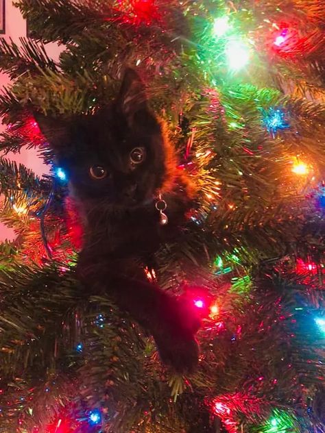 15 Photos of Cats Being Too Pure Around Christmas Trees | Cuteness Christmas Tree Cats Safe, Cats And Christmas Trees, Cats In Christmas Trees, Christmas Cat Memes, Christmas Cat Photos, Cute Christmas Cats, Christmas Card Photo Ideas, Christmas Pfps, Cat Pfps