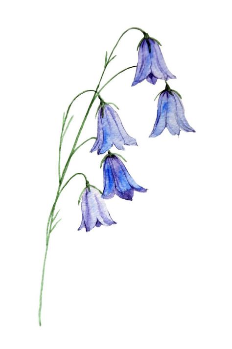 Bluebell Drawing Bluebells Drawing, Bluebell Drawing, Flower Drawing Watercolor, Bluebell Tattoo, Blue Things To Draw, Easy Flower Drawings, Blue Bell Flowers, Blue Drawings, Blue Things