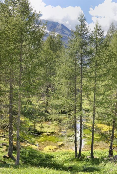 Green and large european larch trees in ... | Premium Photo #Freepik #photo #tree #water #green #nature European Forest, Larch Tree, Tree Identification, Fantasy Background, Tree Forest, Random Thoughts, Photo Tree, Green Nature, Premium Photo