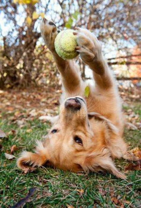 Meet the Winners of the 2022 Good Dog Photo Contest – Garden & Gun Golden Retriever Mix, Söt Katt, Funny Dog Pictures, Golden Retrievers, Funny Cartoon, 귀여운 동물, Rottweiler, Animals Friends, Dog Pictures