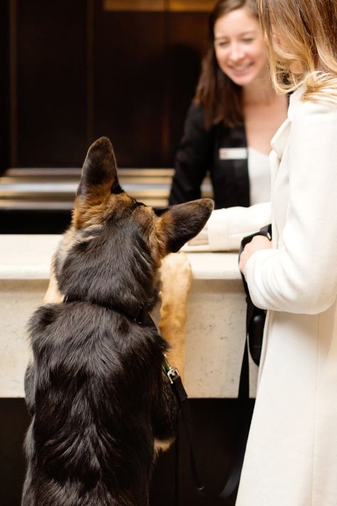 The Most Dog-Friendly Hotels in the U.S. Luxury Dog Hotel, Pet Hotel Reception, Pet Friendly Hotel, Dog At Restaurant, Emma Roberts Hotel For Dogs, Luxury Dog Hotel Pet Resort, Animal Photoshoot, Dog Friendly Hotels, Dog Hotel