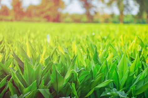 Photo indian turmaric field | Premium Photo #Freepik #photo #turmeric-root #organic-farm #organic-farming #farm-food Cool Black Wallpaper, Farm Field, Farm Photo, Black Wallpaper, Premium Photo, Google Images, Herbs, Photoshop, Stock Photos