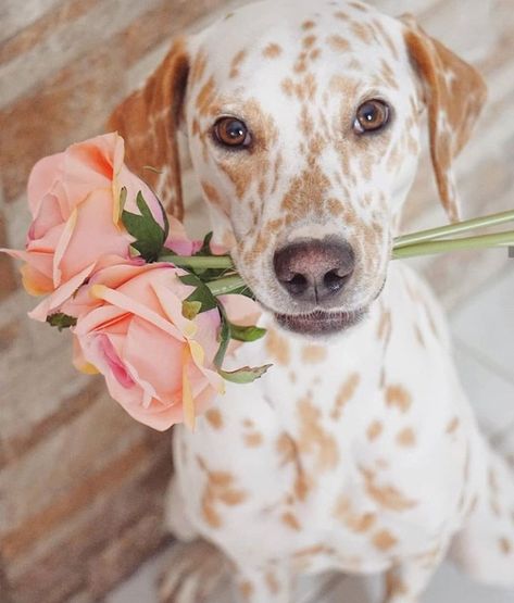 Cream coated dalmatian holding pink roses 🌹 Lemon Dalmatian, Dalmatian Puppies, Dalmatian Puppy, Pet Blog, Dalmatian Dogs, Cute Dog Pictures, Animal Jam, Dog Facts, Pretty Dogs