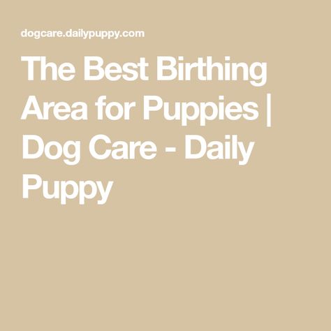 The Best Birthing Area for Puppies | Dog Care - Daily Puppy Having Puppies, Plastic Swimming Pool, Whelping Puppies, Whelping Box, Technology Photos, Baby Gates, Due Date, American Kennel Club, Dog Breeder